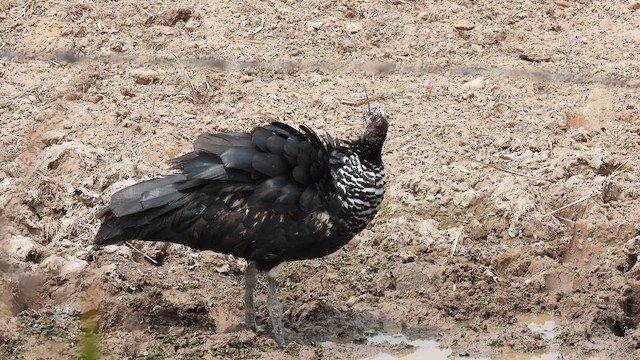 Horned Screamer - ML633777223