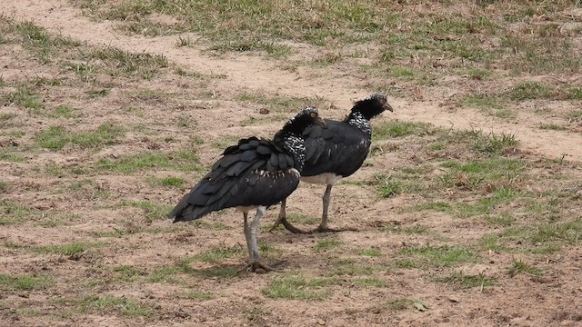 Horned Screamer - ML633777224