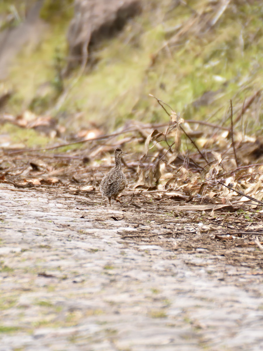 Tinamou curvirostre - ML633777283