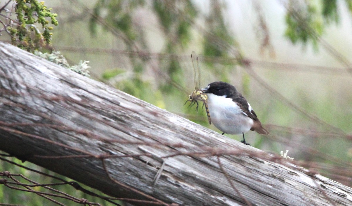 European Pied Flycatcher - ML633777335