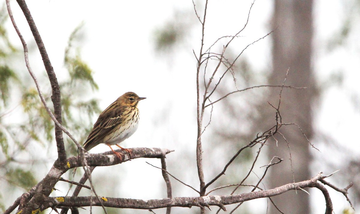 Tree Pipit - ML633777347