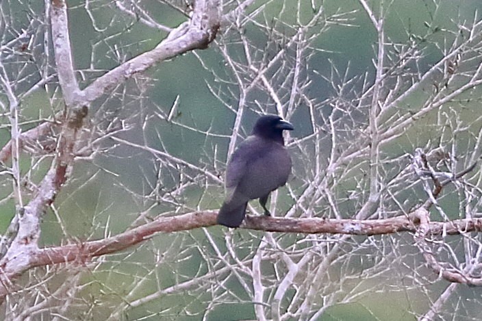 Palawan Crow - ML633777530