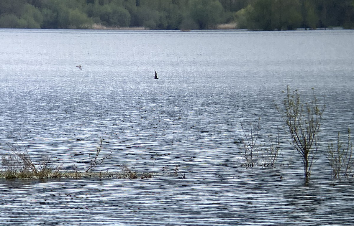 rybák černý - ML633777618