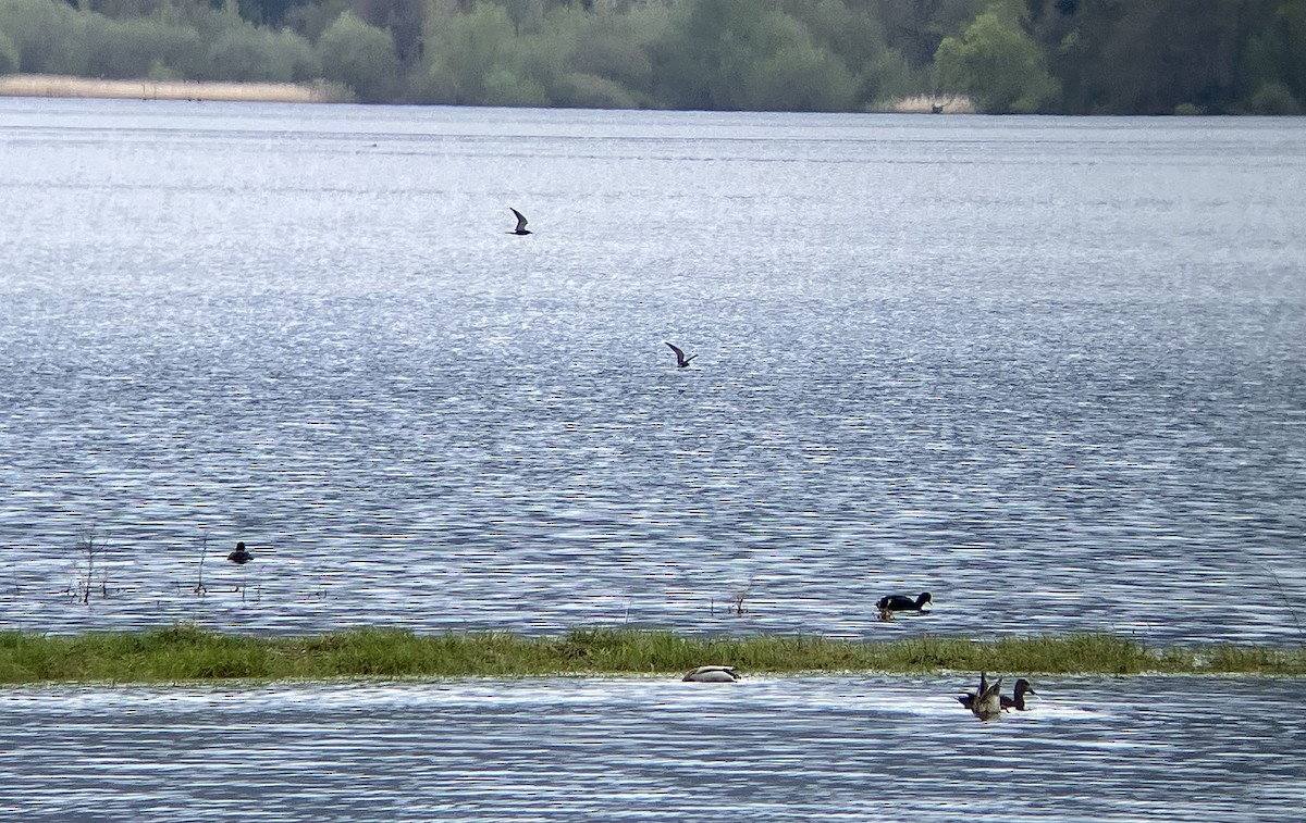 rybák černý - ML633777620