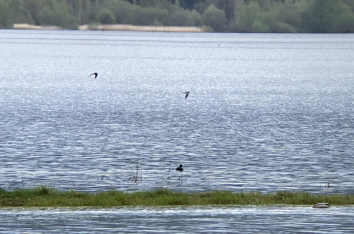 rybák černý - ML633777646