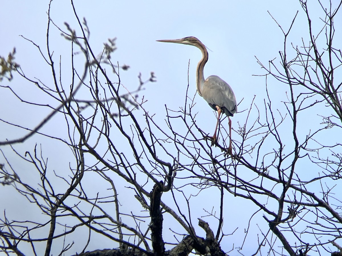 Зээрд дэглий - ML633777664