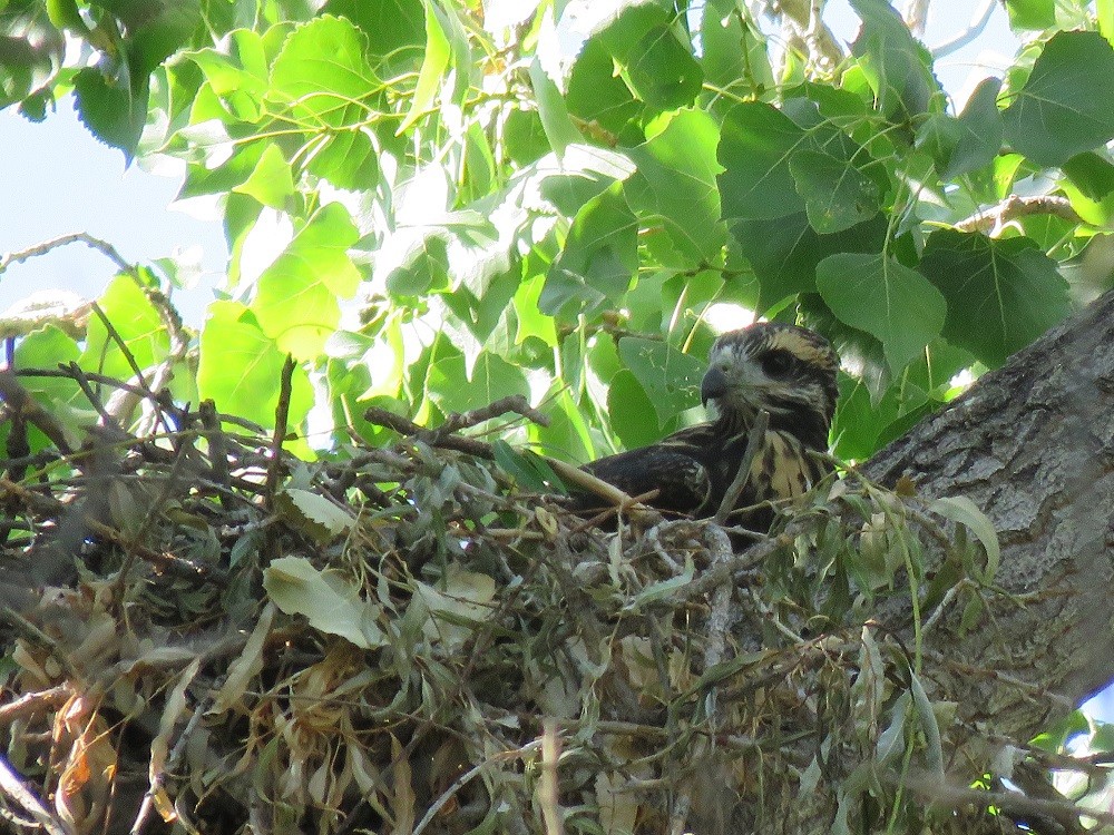 Common Black Hawk - ML63377771