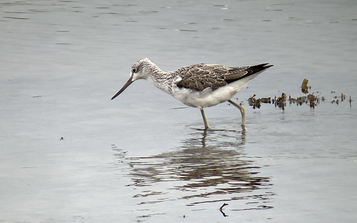 Common Greenshank - ML633777717