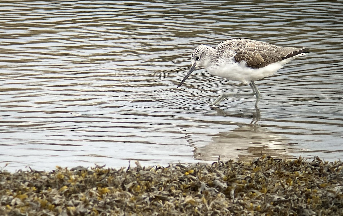 Common Greenshank - ML633777718