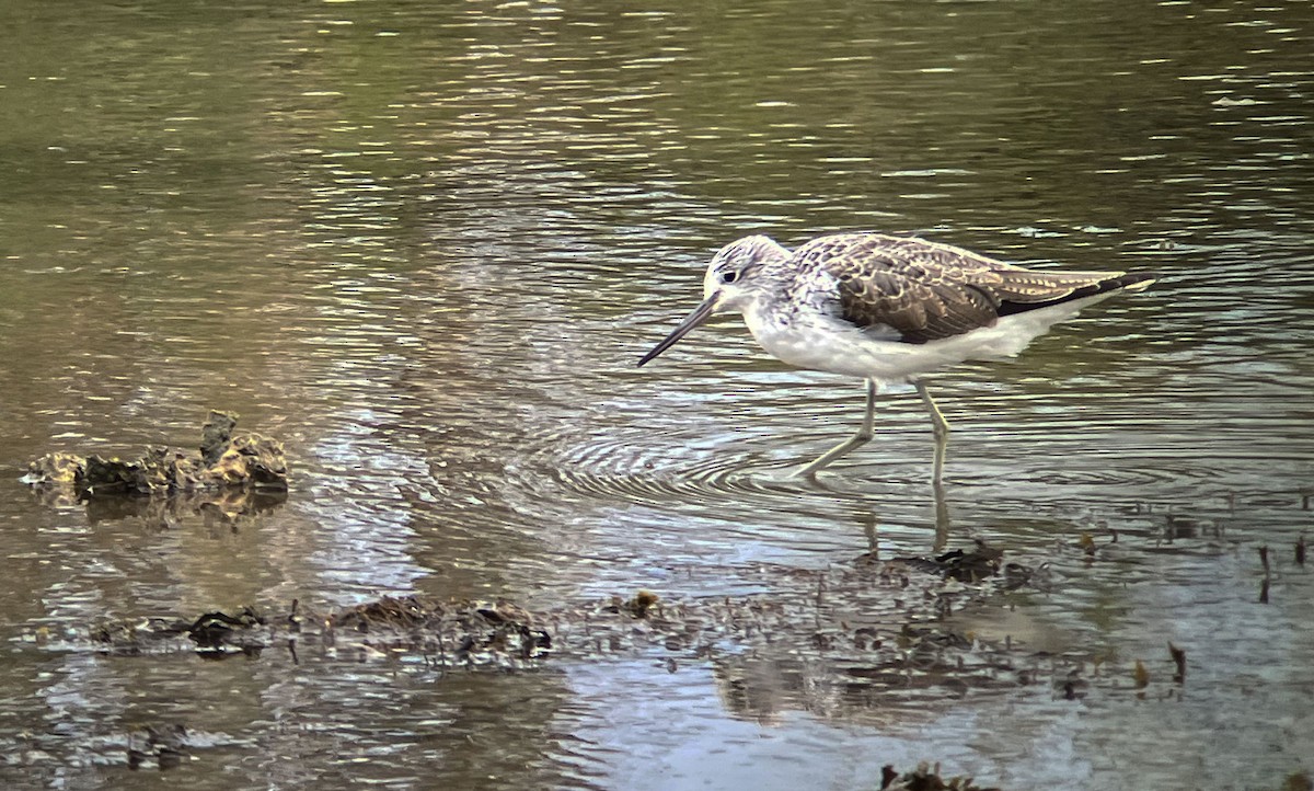 Common Greenshank - ML633777719