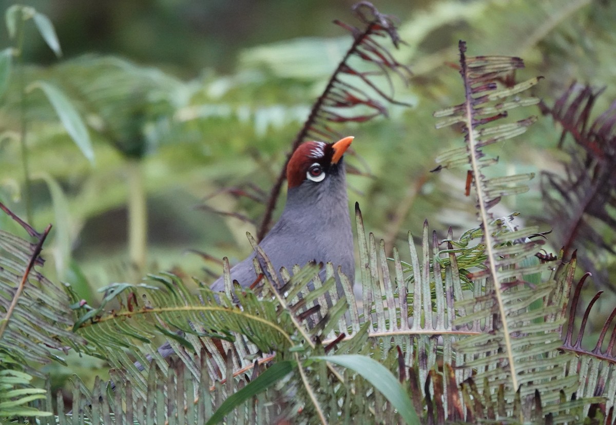 Chestnut-capped Laughingthrush - ML633777772