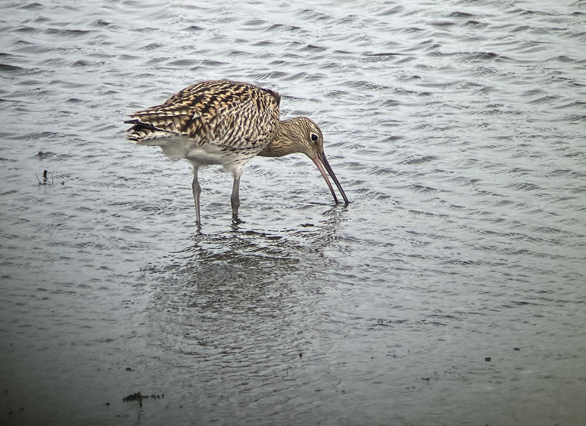 koliha velká - ML633777782