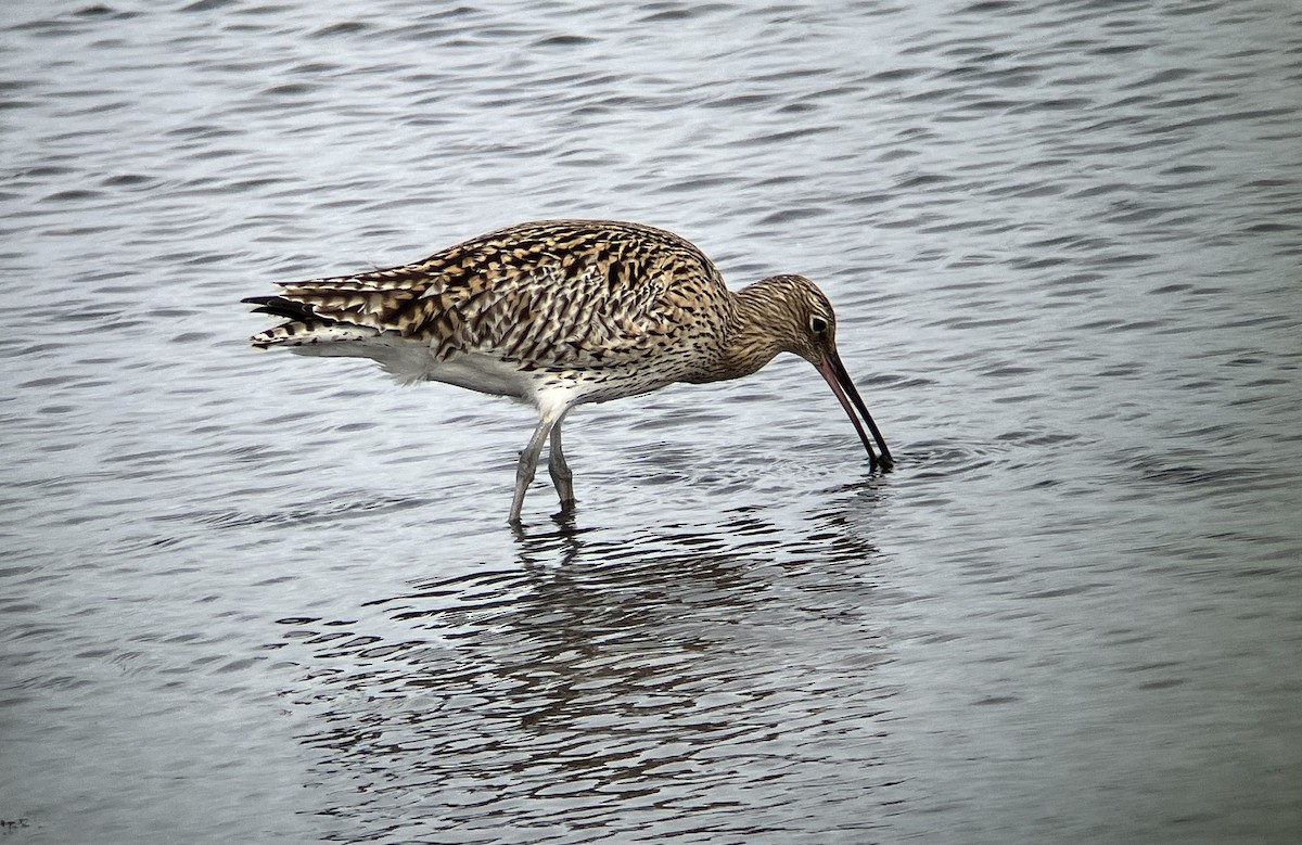 koliha velká - ML633777786