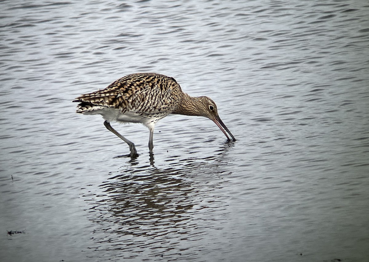 koliha velká - ML633777789