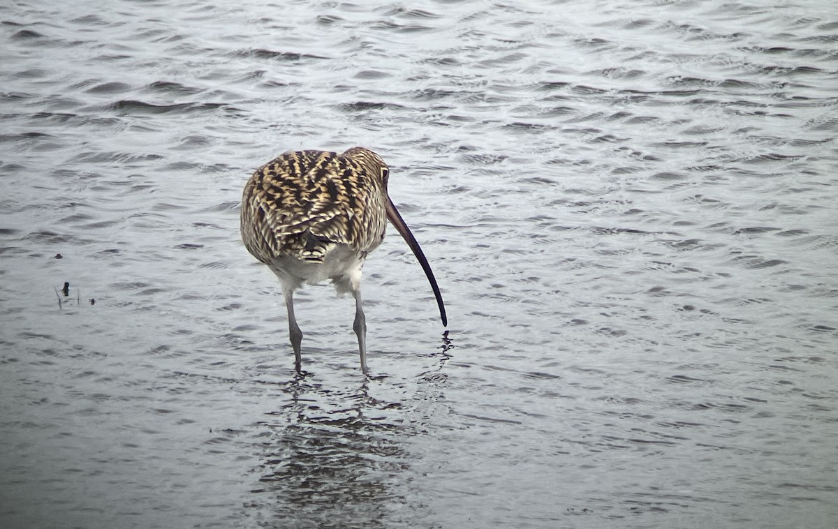 koliha velká - ML633777790