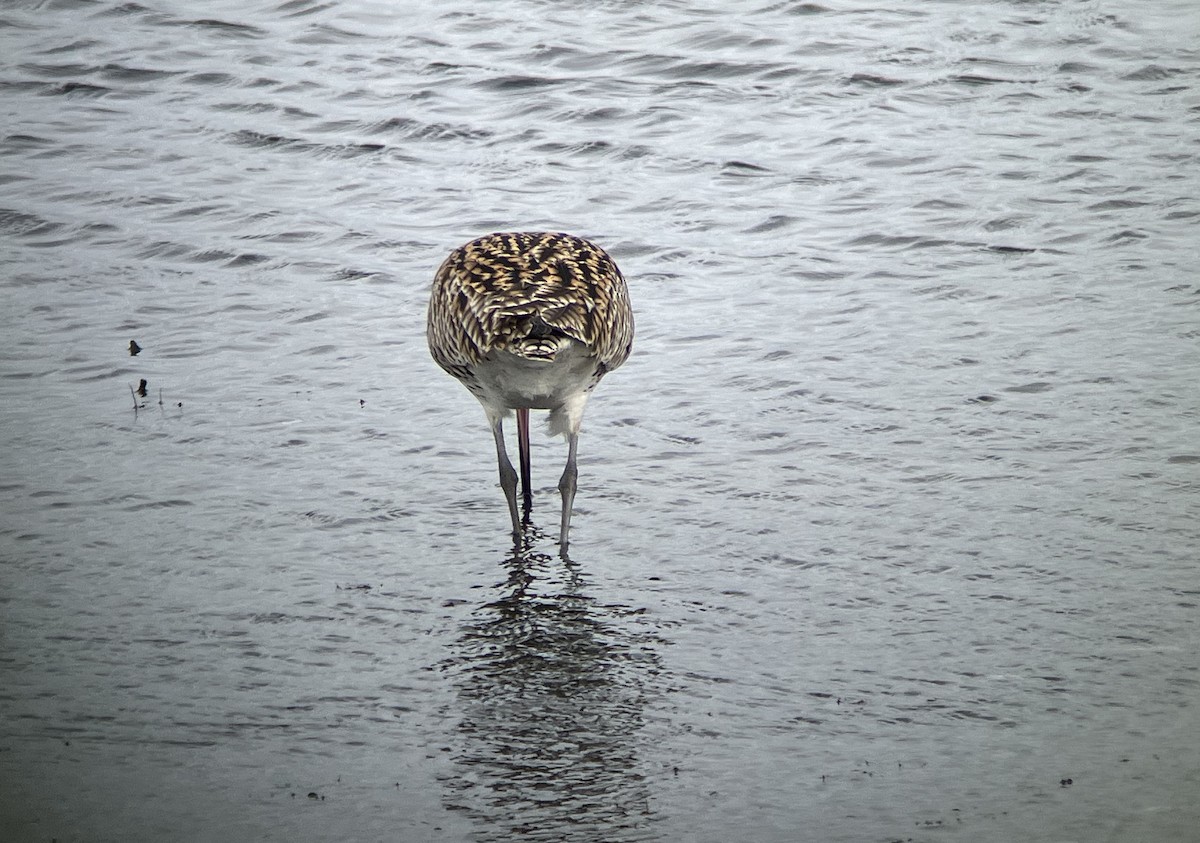 koliha velká - ML633777792