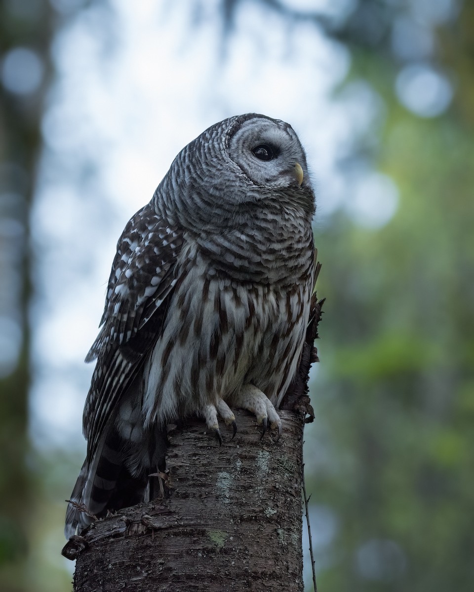 Barred Owl - ML633777805