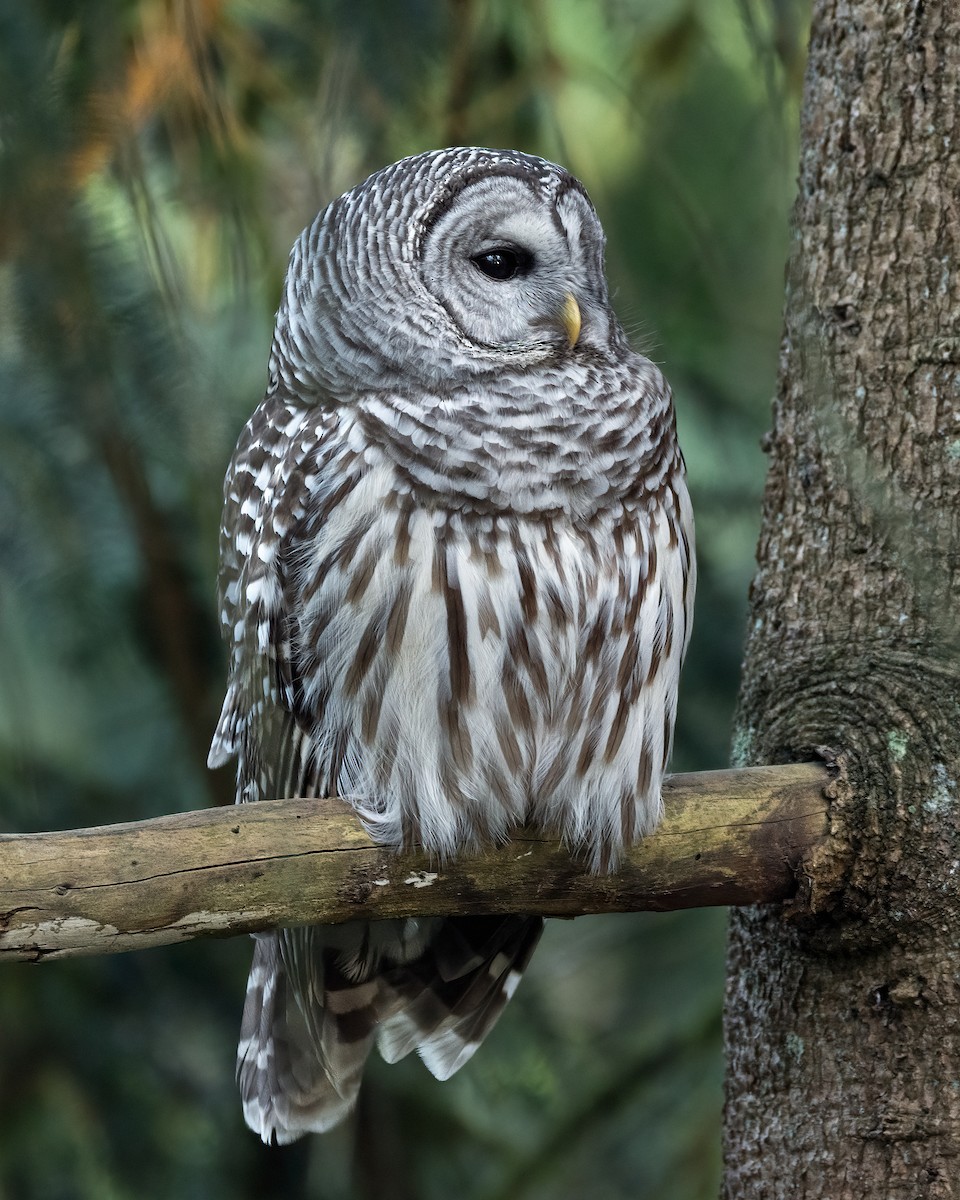 Barred Owl - ML633777807