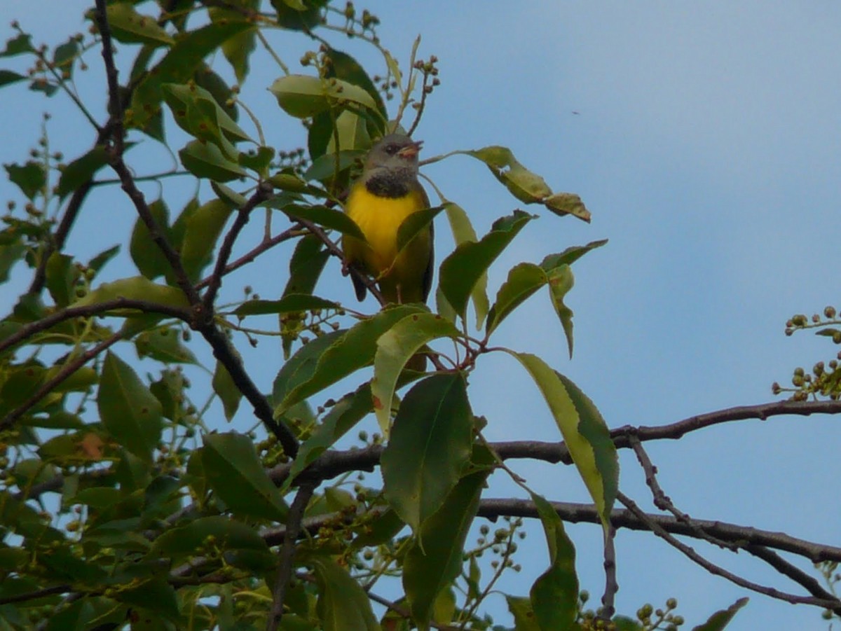 Graukopf-Waldsänger - ML633777846
