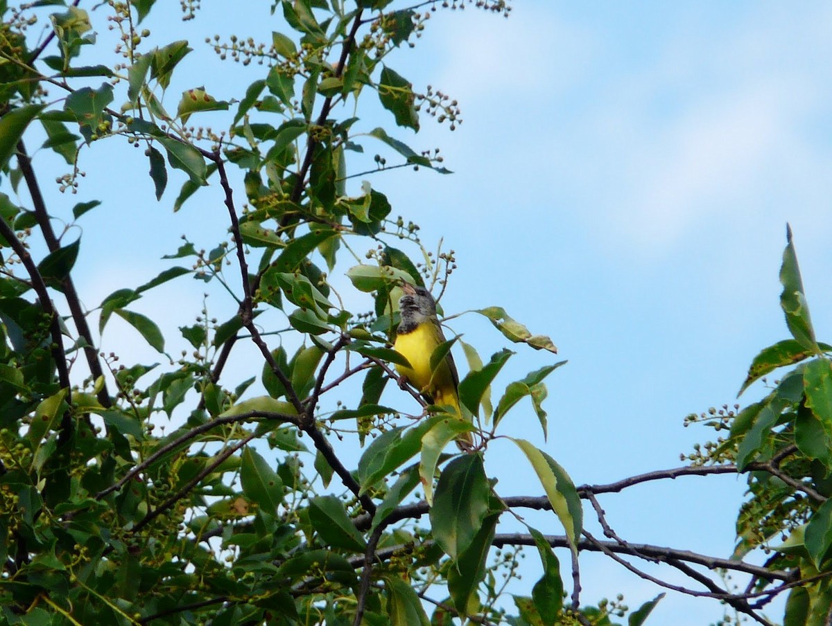 Graukopf-Waldsänger - ML633777847