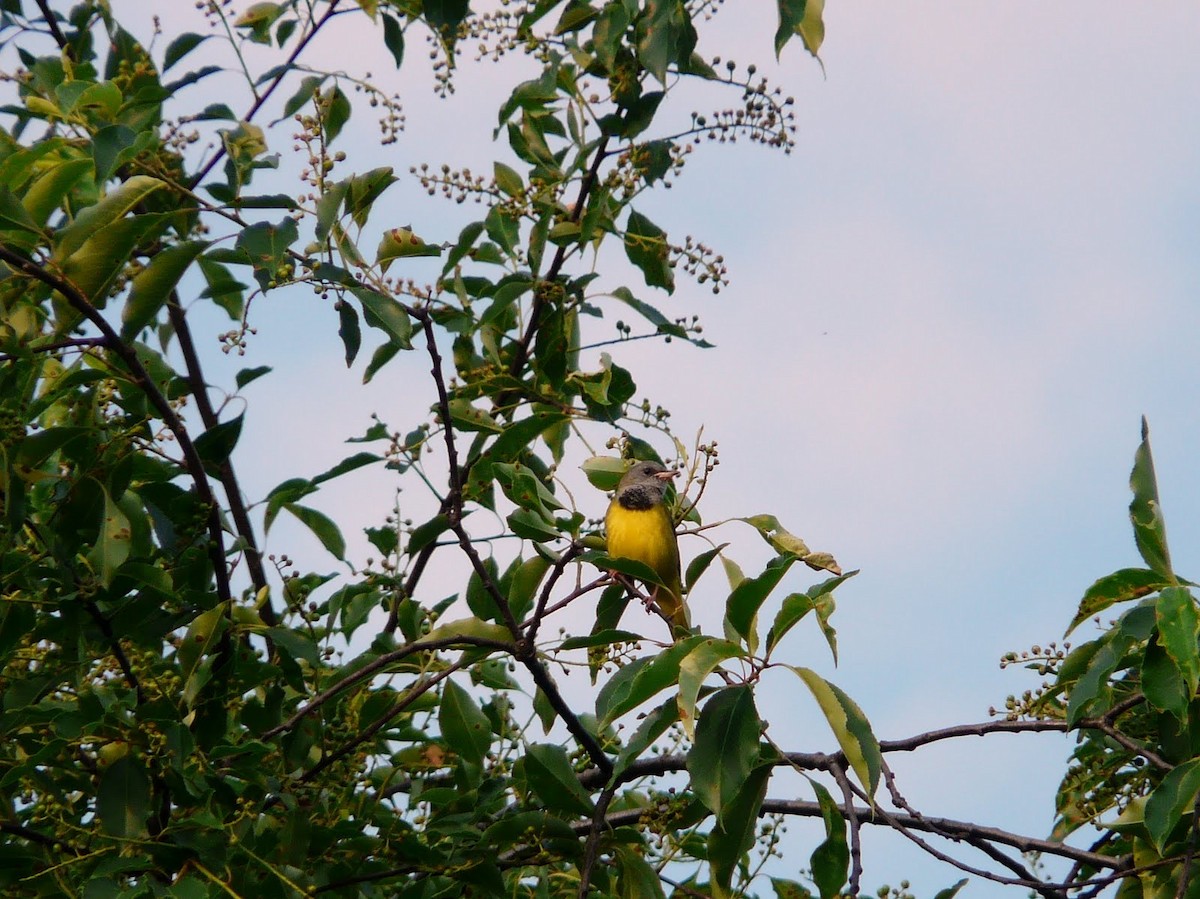 Graukopf-Waldsänger - ML633777848