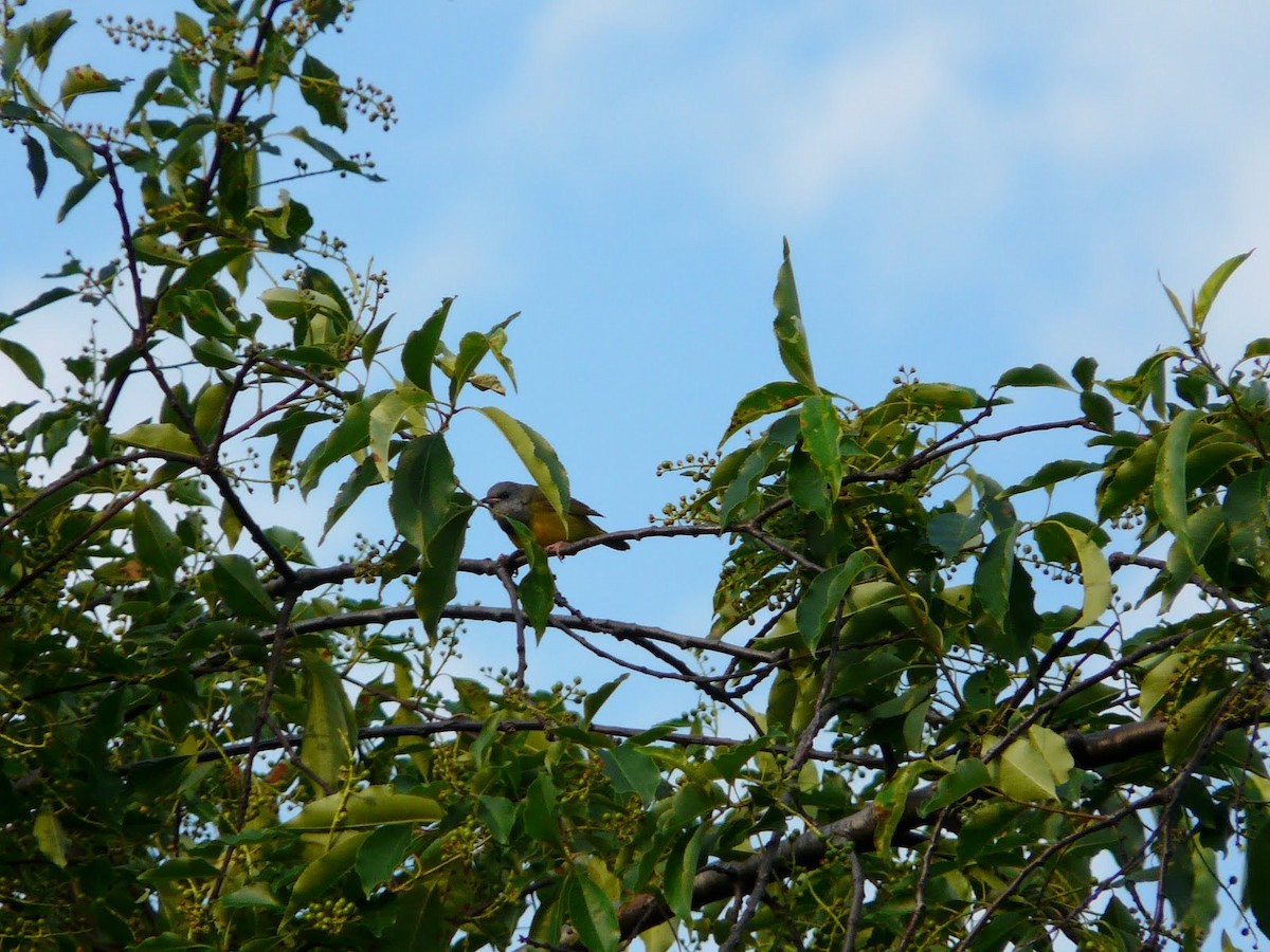 Graukopf-Waldsänger - ML633777850