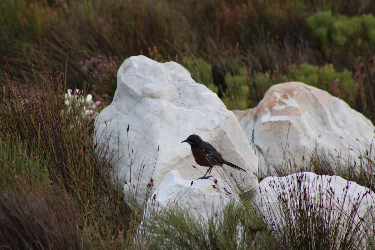 Cape Rockjumper - ML633777919