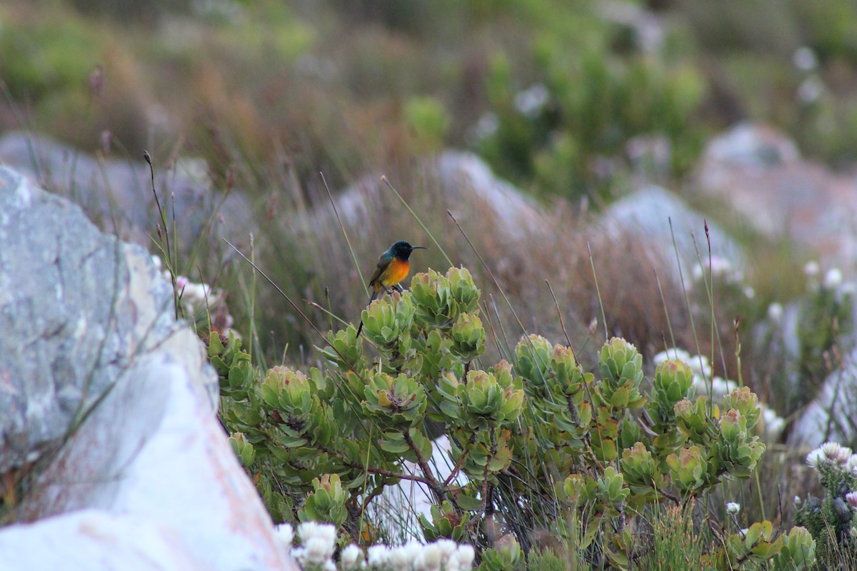 Orange-breasted Sunbird - ML633777923