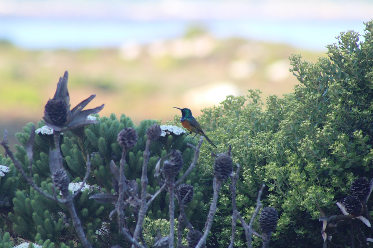Orange-breasted Sunbird - ML633777924