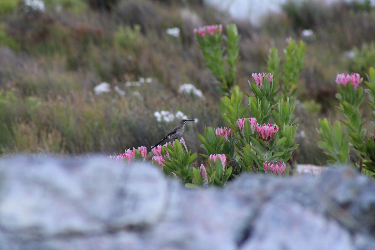 Cape Sugarbird - ML633777927