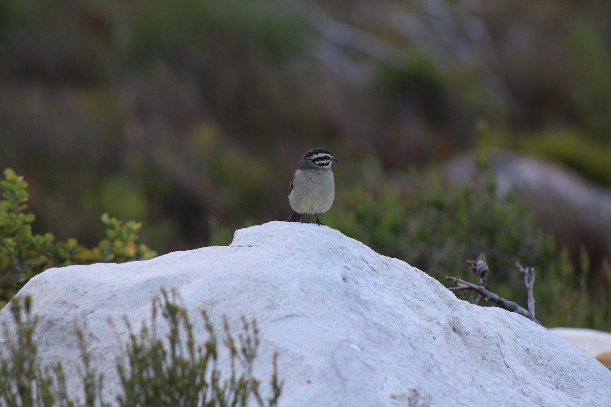 Cape Bunting - ML633777933