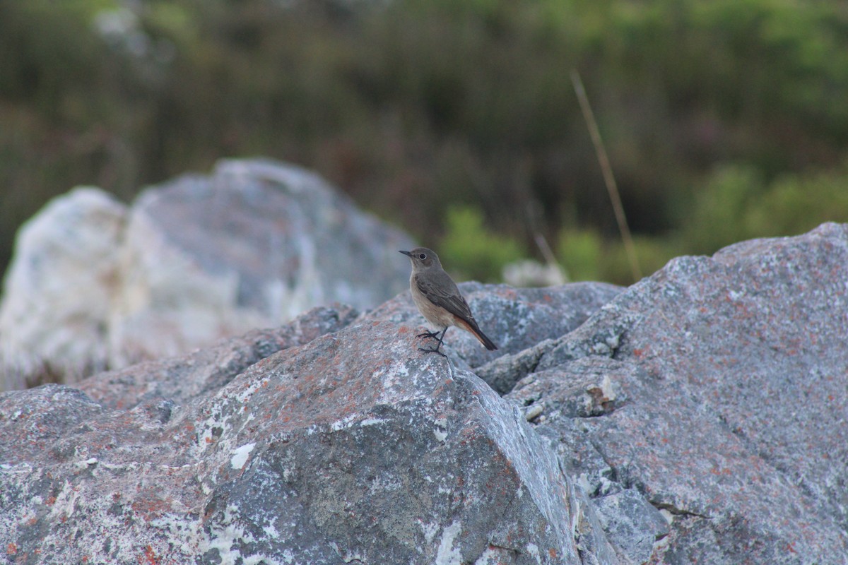 Familiar Chat - ML633777947