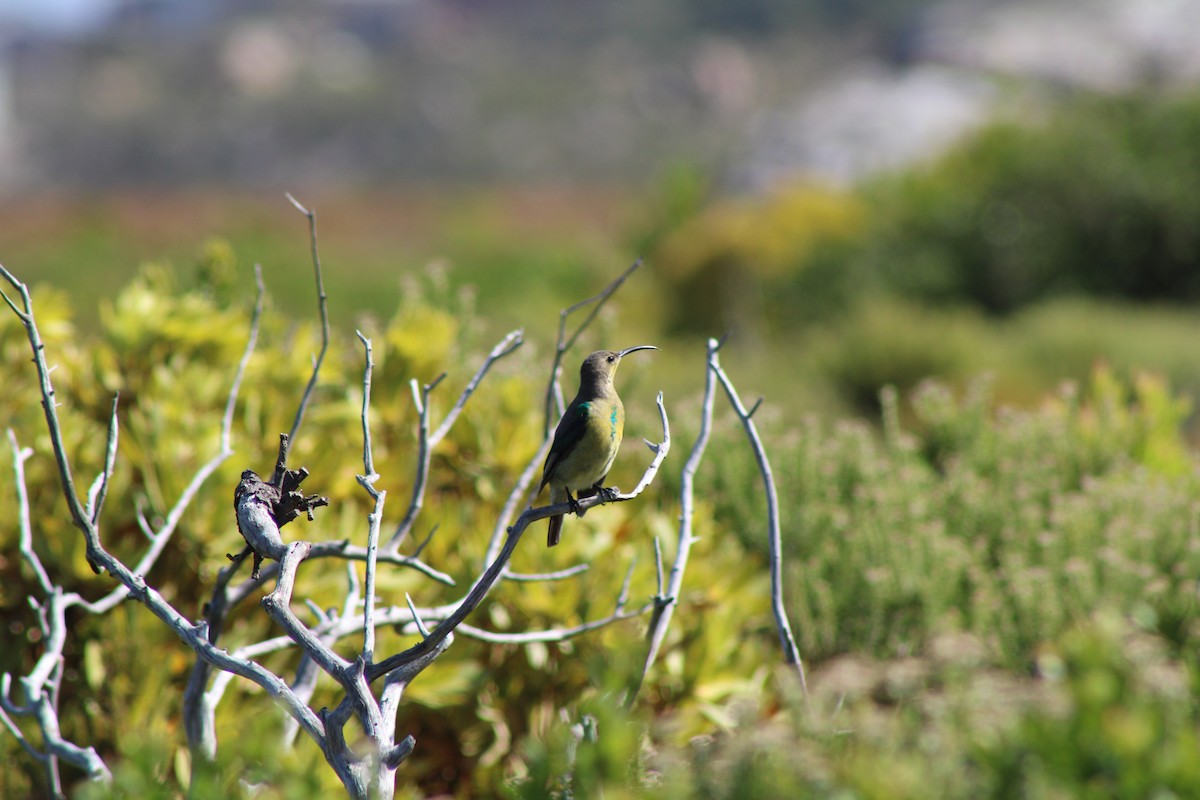 Malachite Sunbird - ML633777964