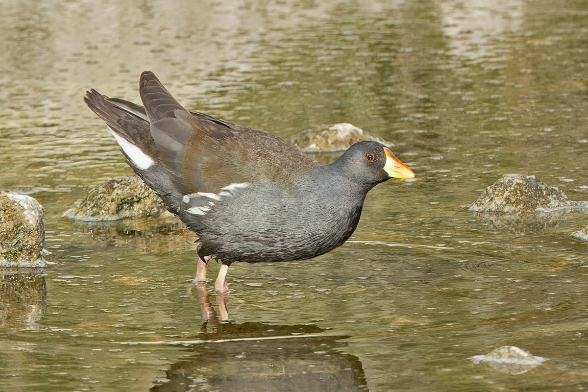 Lesser Moorhen - ML633777991