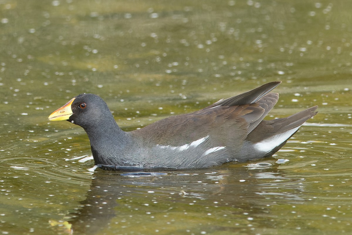 Lesser Moorhen - ML633777992