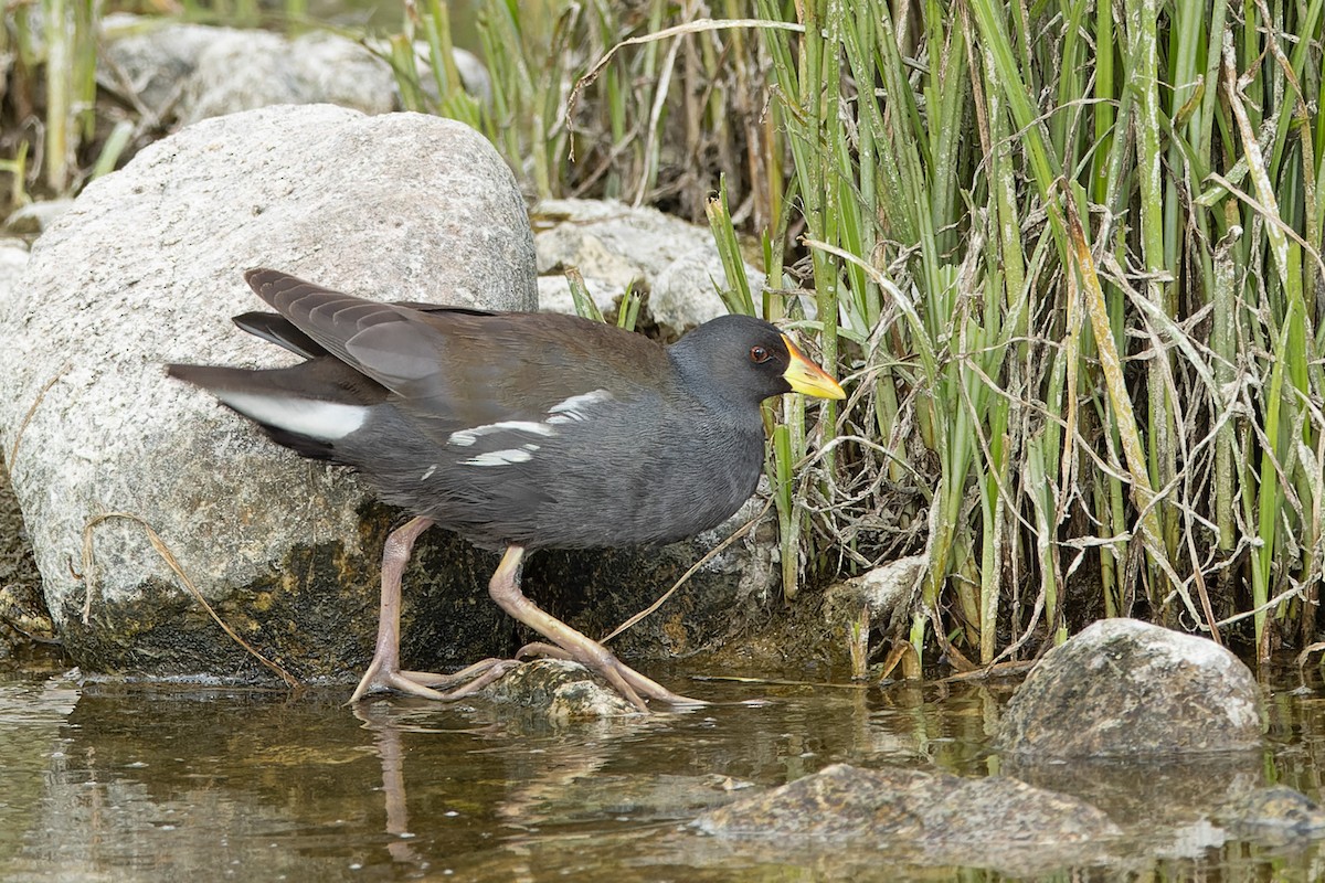 Lesser Moorhen - ML633777993