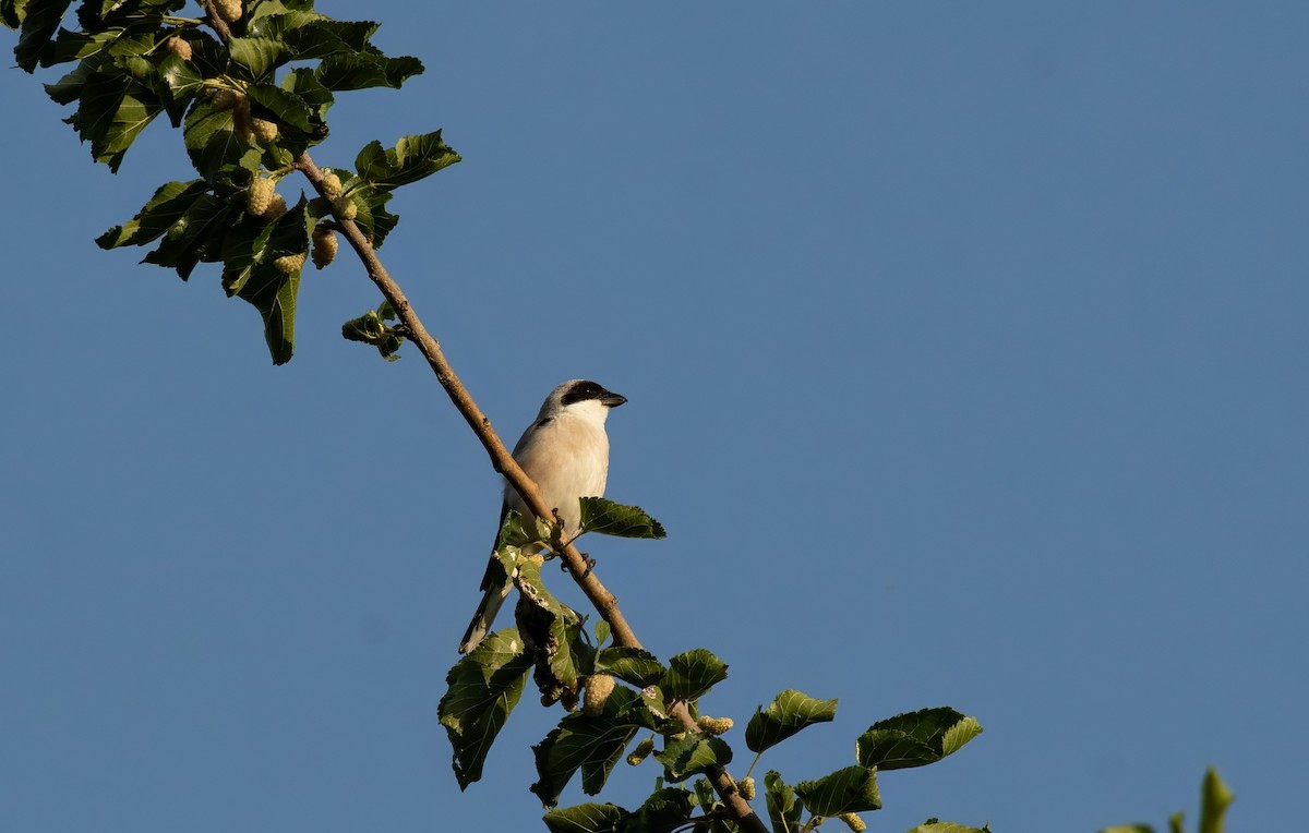 Lesser Gray Shrike - ML633778041