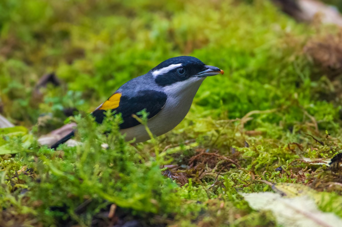 White-browed Shrike-Babbler - ML633778049