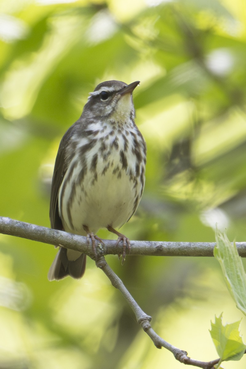 Louisiana Waterthrush - ML633778096