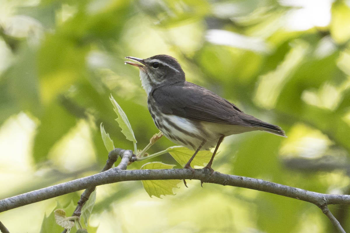 Louisiana Waterthrush - ML633778097