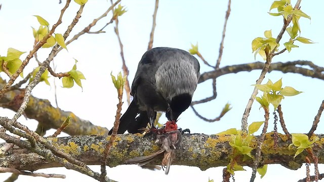 Küçük Karga - ML633778111