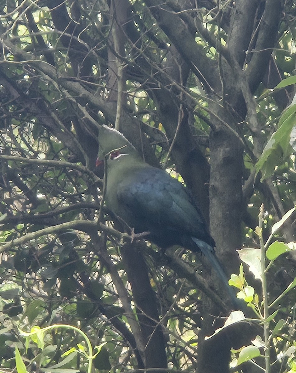 Knysna Turaco - ML633778152