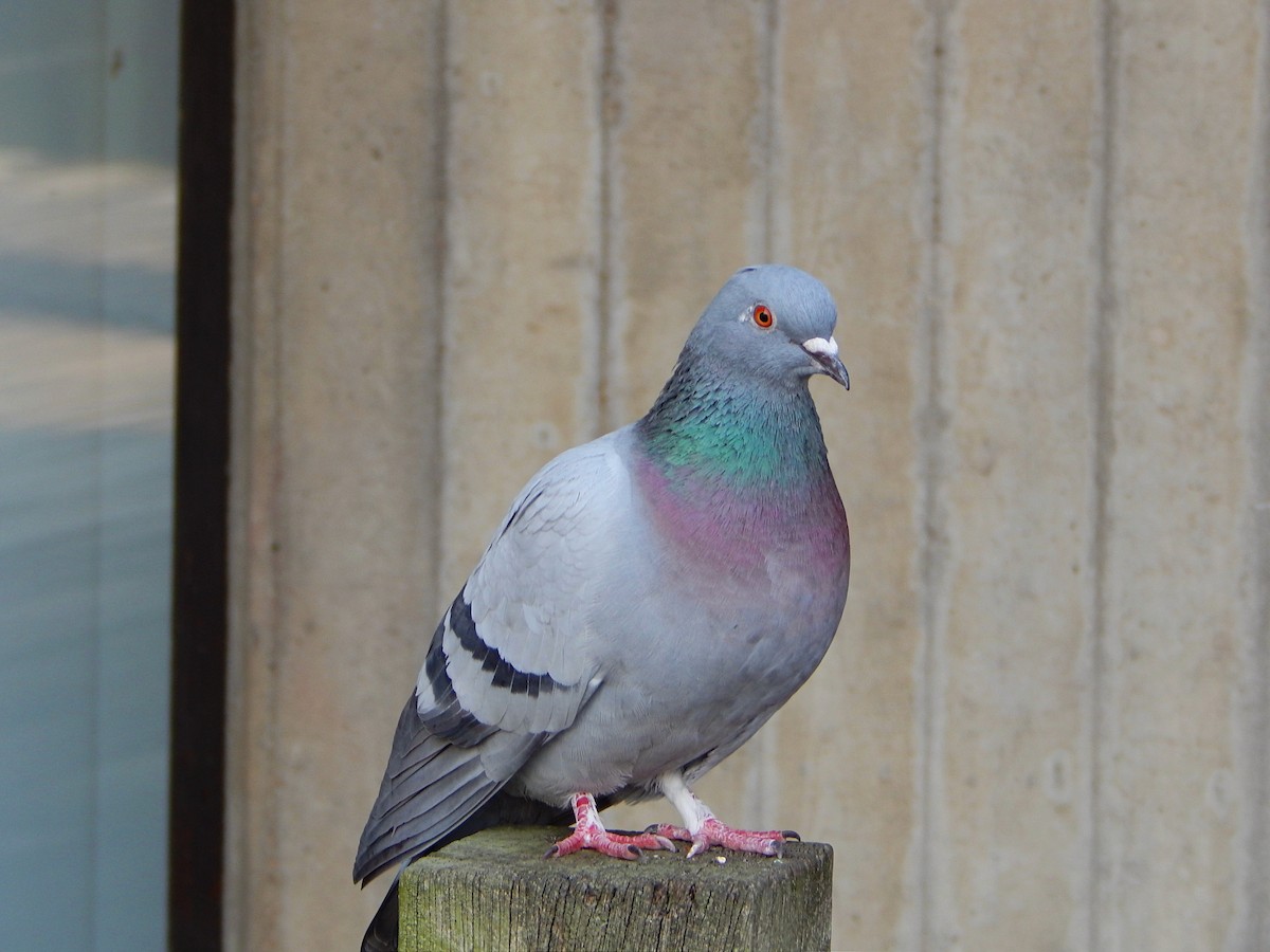 Rock Pigeon (Feral Pigeon) - ML633778154