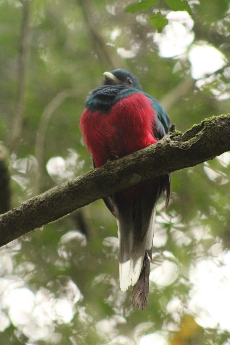 Narina Trogon - ML633778178