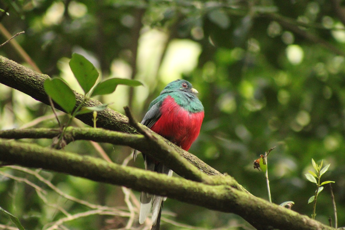 Narina Trogon - ML633778179