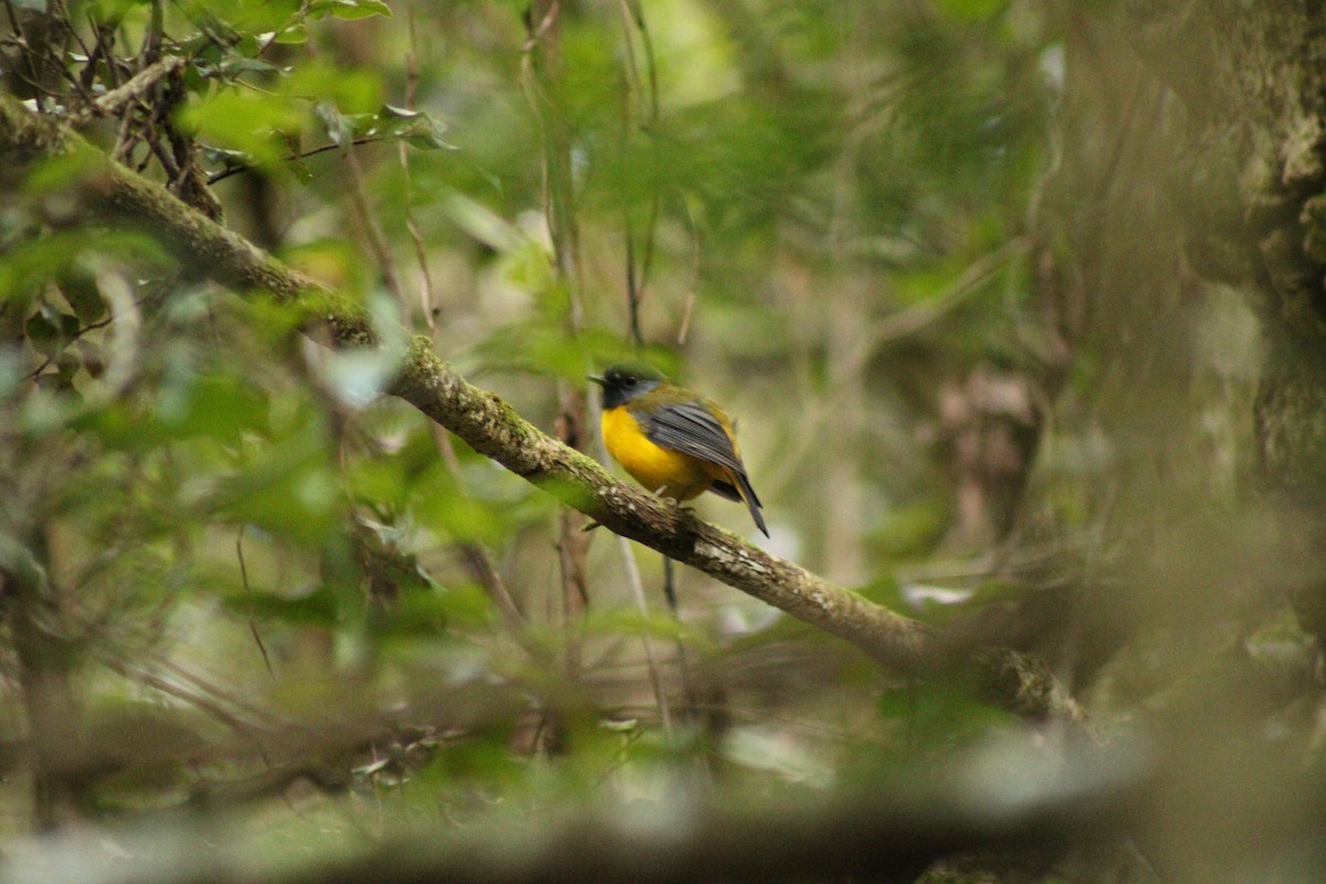 White-starred Robin - ML633778190