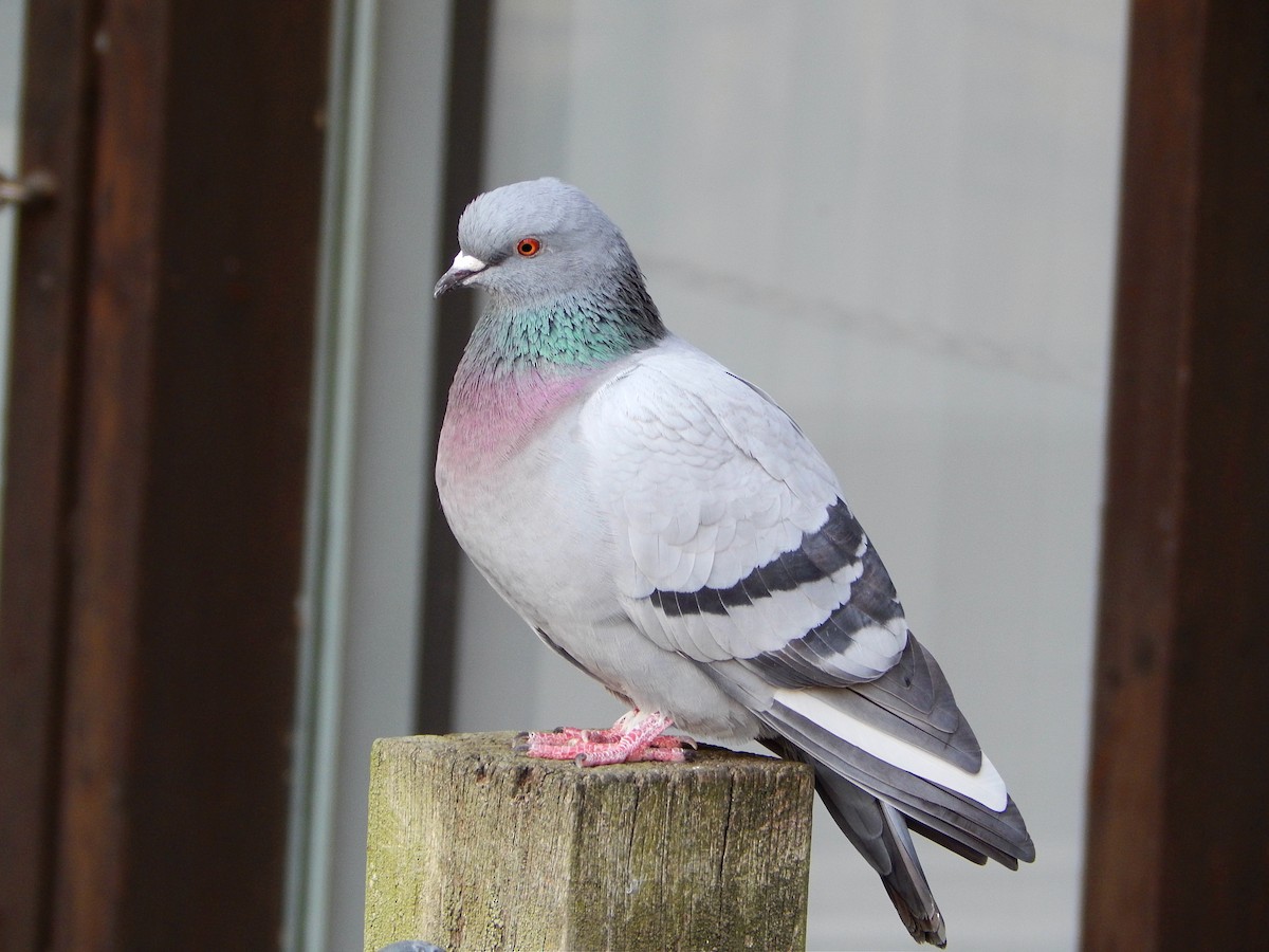 Rock Pigeon (Feral Pigeon) - ML633778197