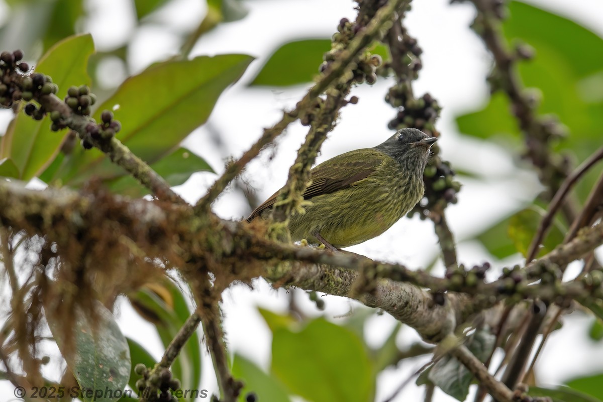 Streak-necked Flycatcher - ML633778201