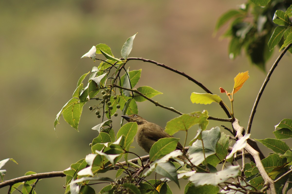 Sombre Greenbul - ML633778206