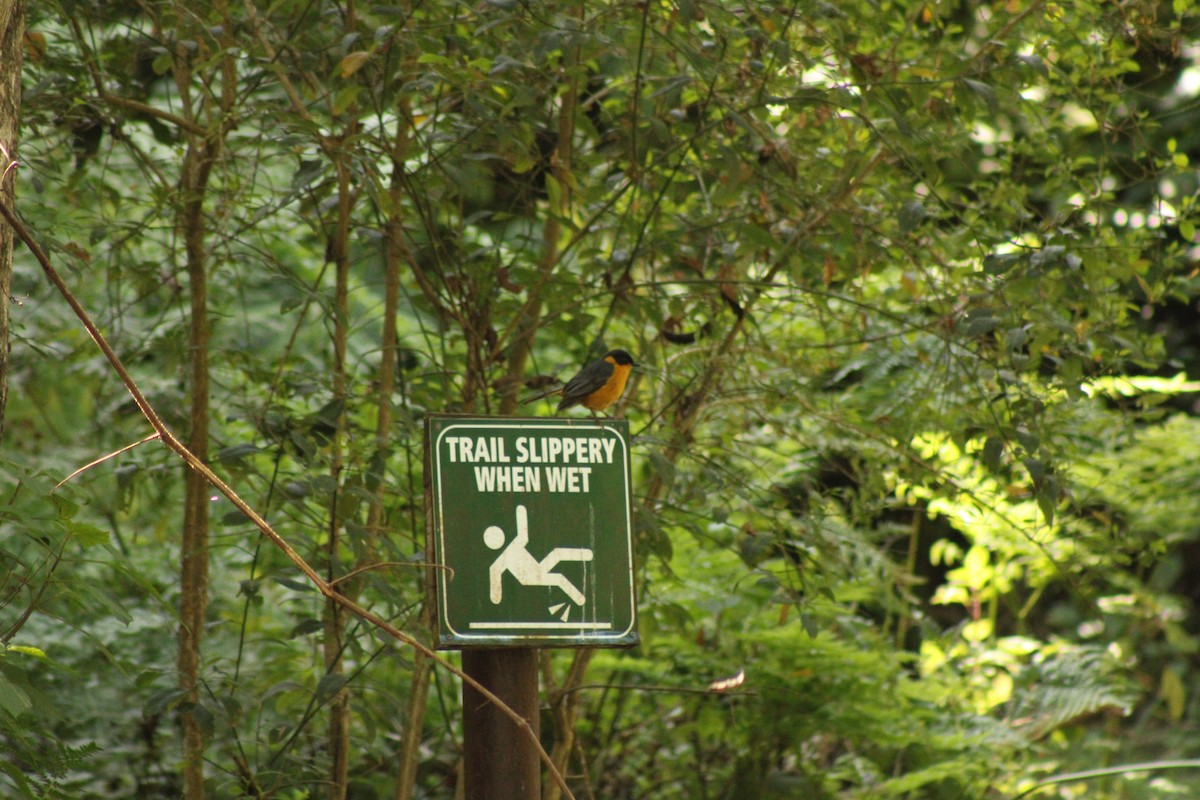 Chorister Robin-Chat - ML633778215